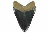 Serrated, Fossil Megalodon Tooth - South Carolina #129443-2